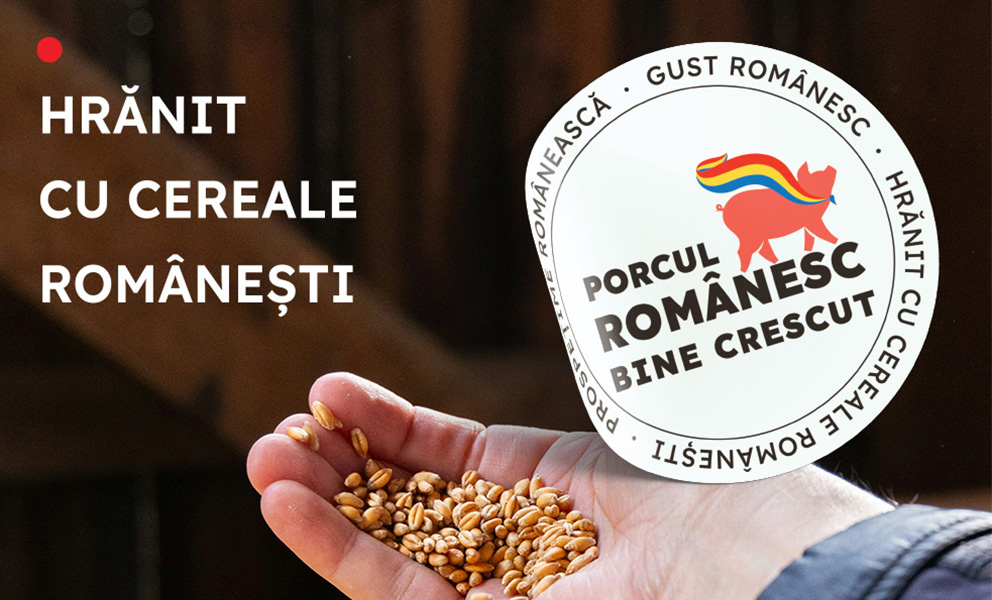 Porcul romanesc bine crescut hranit cu cereale romanesti